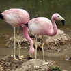 Phoenicopteriformes